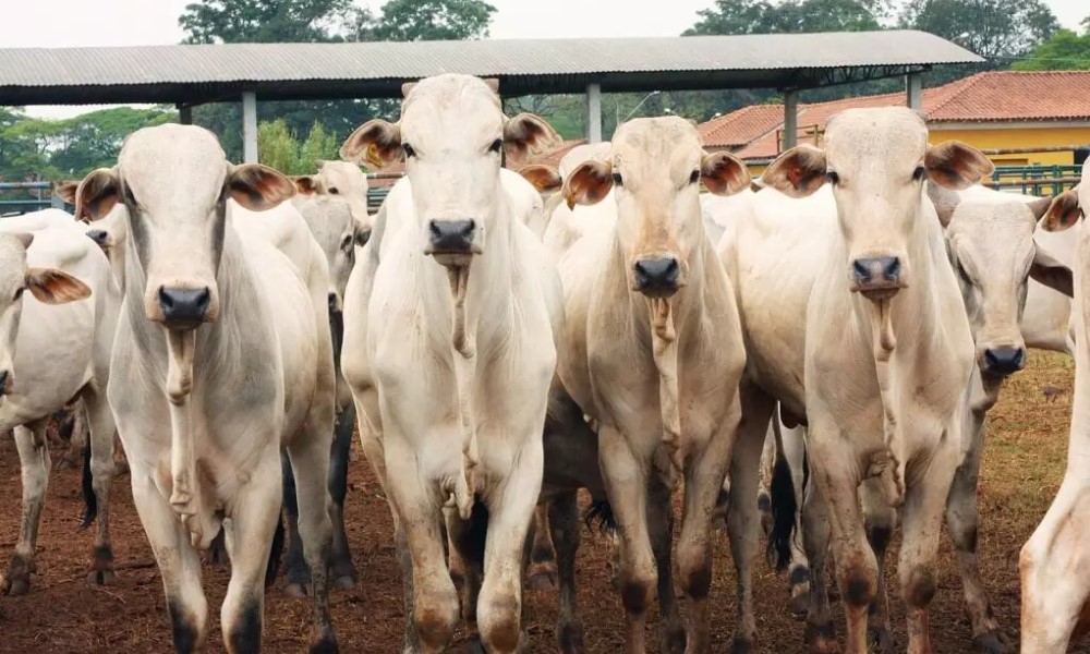 Carne Bovina China Gacc Suspende Importa O De Frigor Fico Redentor