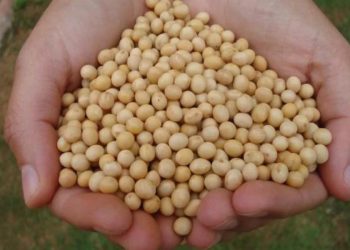 grãos-soja