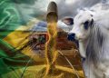 agro