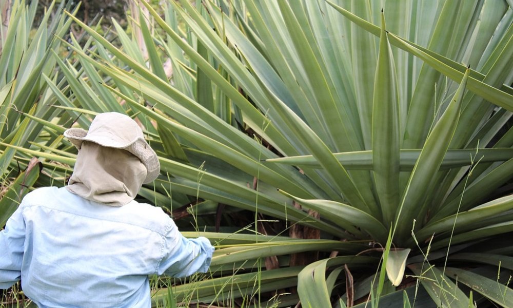 SISAL Pesquisadores estudam produção de etanol e biogás a partir do