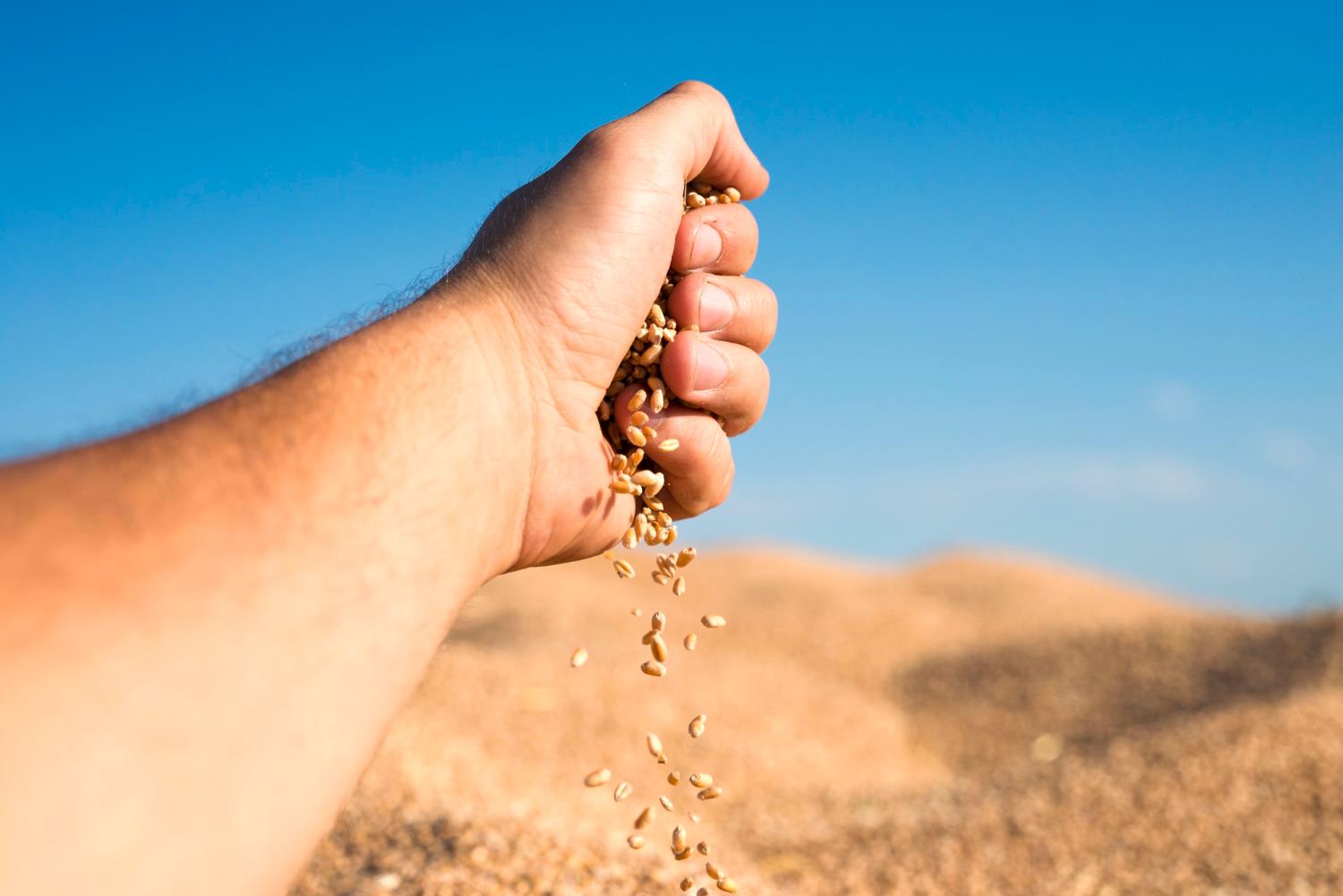 Veja como ficaram os preços da soja após o Natal Visão Agro A