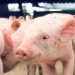 suínos