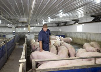 Brasil tem tecnologia para alcançar tendência de produção animal livre de antibiótico