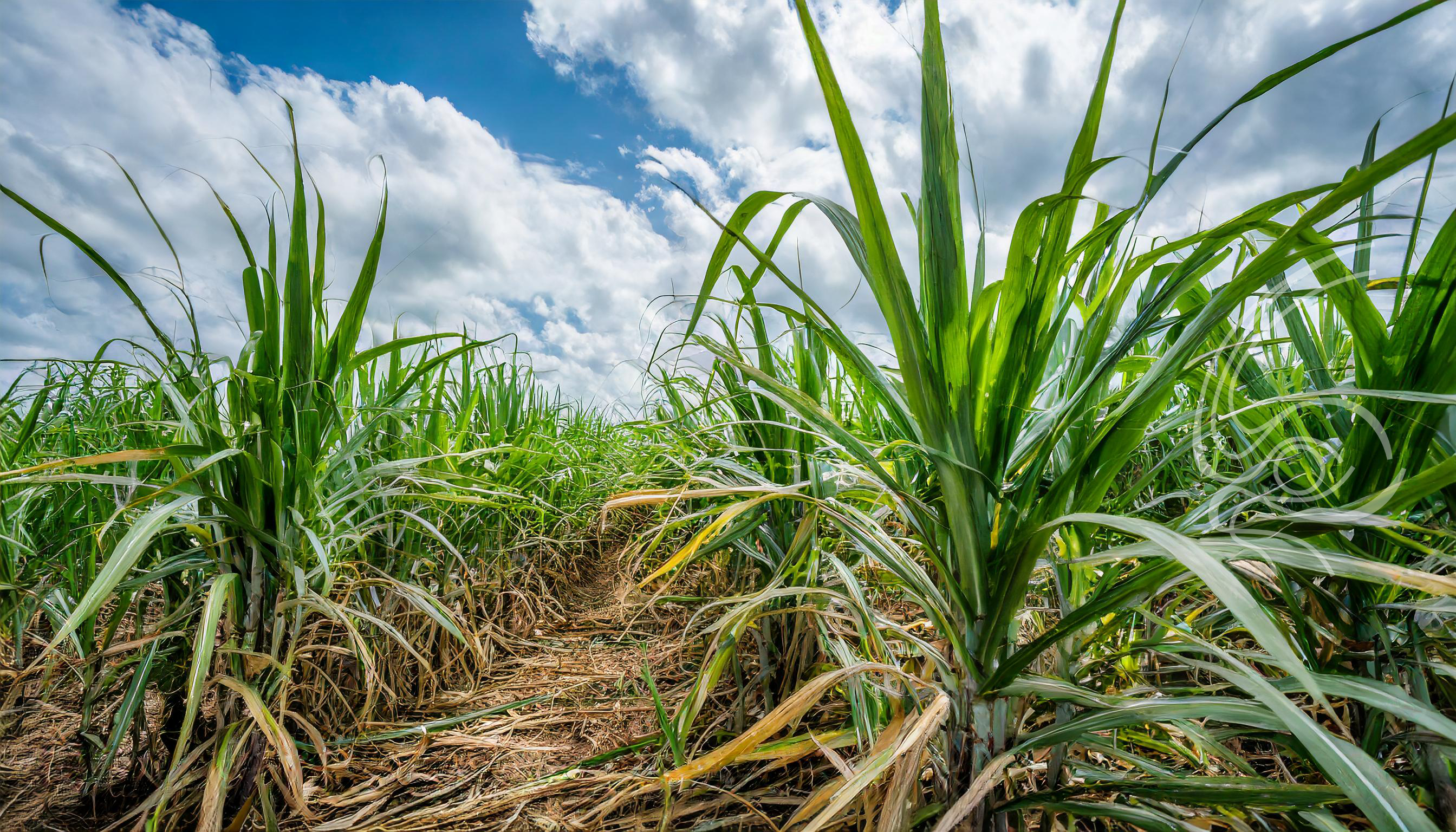 Produção de cana-de-açúcar em São Paulo atinge novo patamar na safra 2022/23