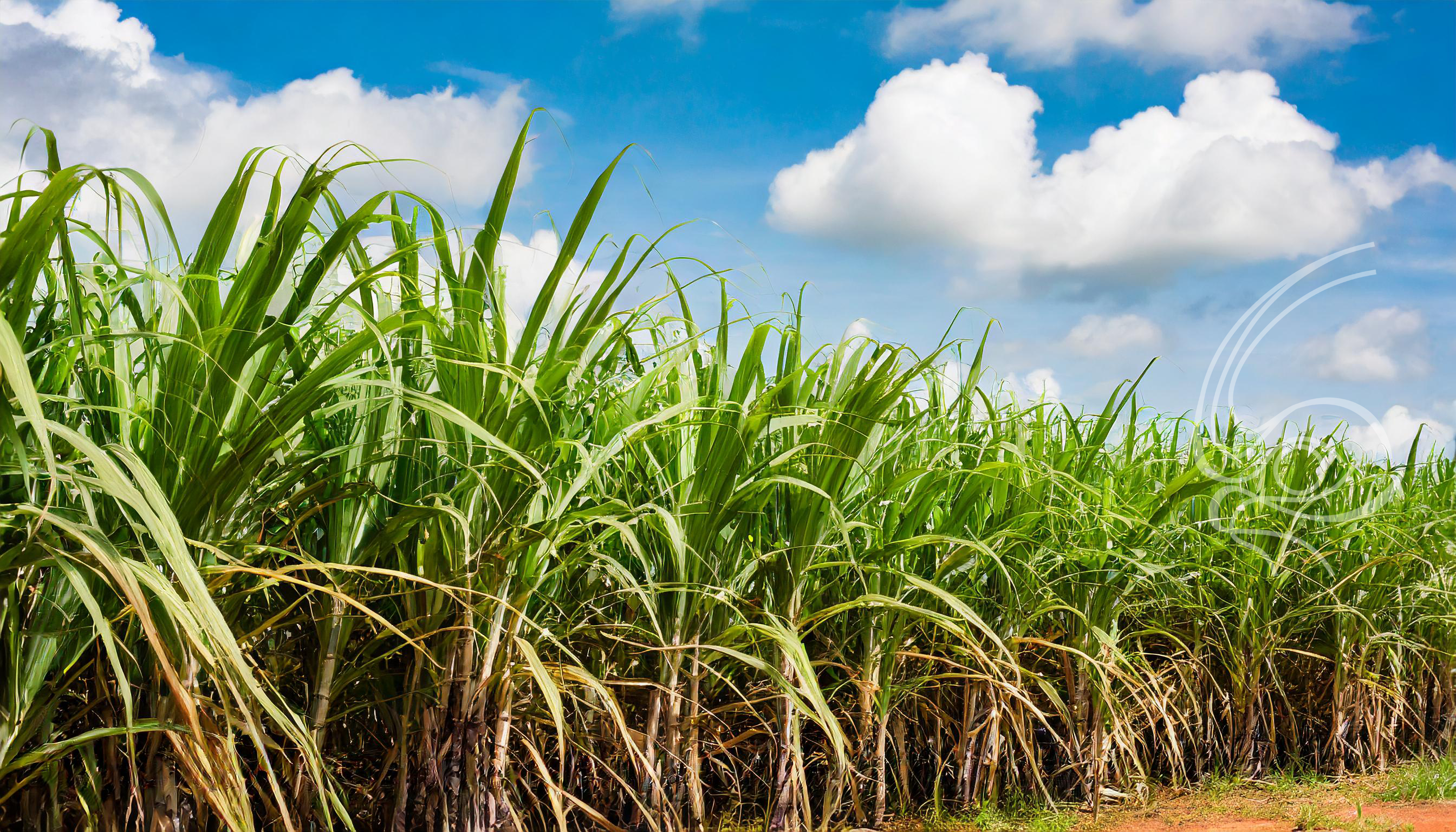 Moagem de cana-de-açúcar em Minas Gerais alcança 18,8 milhões de toneladas