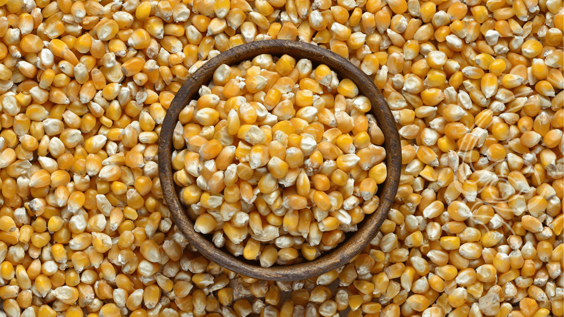 Datagro estima produção de 114,917 milhões de toneladas de milho em 2023/24
