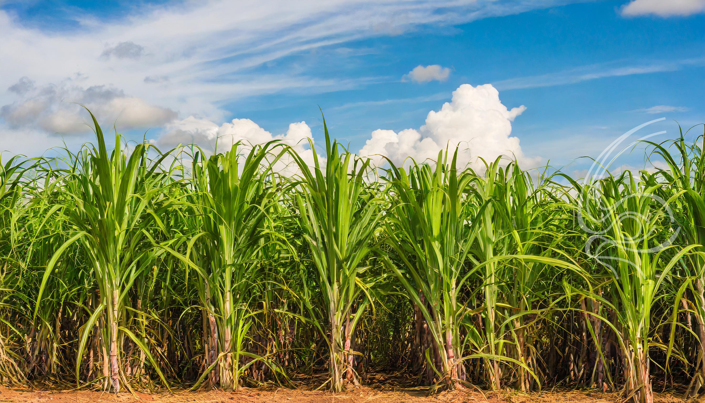 Calor Intenso Preocupa Setor da Cana-de-Açúcar no Brasil