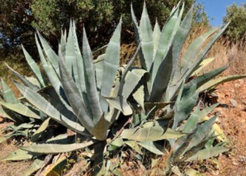 Levedura geneticamente modificada permite converter agave em etanol