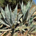 Levedura geneticamente modificada permite converter agave em etanol