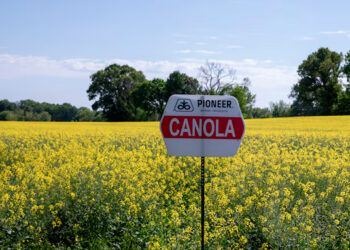 Como a canola se tornou a nova aposta para o setor de biocombustíveis nos EUA