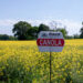 Como a canola se tornou a nova aposta para o setor de biocombustíveis nos EUA