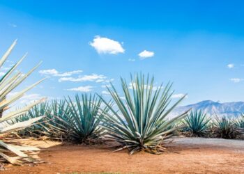 Levedura geneticamente modificada transforma agave em etanol