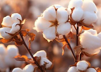 Algodão: Preços oscilam, mas balanço é positivo na parcial do mês