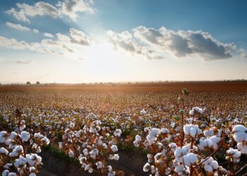 Algodão: Média mensal é a maior desde mar/24