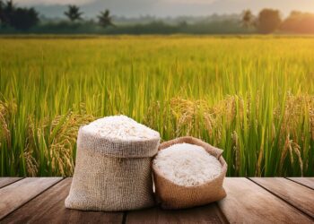 Arroz: Disputa entre compradores e vendedores mantém baixa liquidez