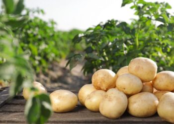 Batata: Preços têm novas altas