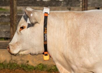 Tecnologia inovadora monitora comportamento de bovinos e revoluciona a pecuária brasileira