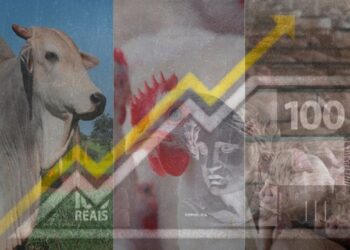 Desempenho do frango, boi e suíno vivos em julho e nos sete primeiros meses de 2024