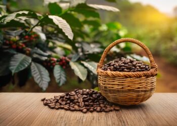 Mercados internacionais de café iniciam terça-feira com queda