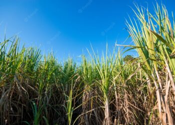 CNA debate propostas do setor sucroenergético em tramitação no Legislativo