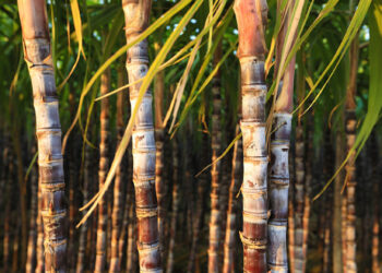 Universidades federais colaboram em projeto para usar resíduos de cana-de-açúcar no controle de plantas daninhas