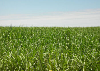 Cana-de-açúcar já usa mais nematicida biológico do que químico