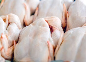 Desempenho do frango abatido na 28ª semana de 2024, segunda do mês de julho