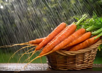 Cenoura: Retomada de produção é um desafio no RS