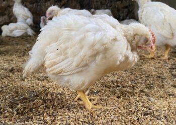 Frango: Foco de Newcastle no RS preocupa setor