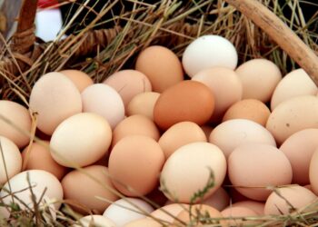 Ovos: Com sobra nas granjas, preço segue em queda