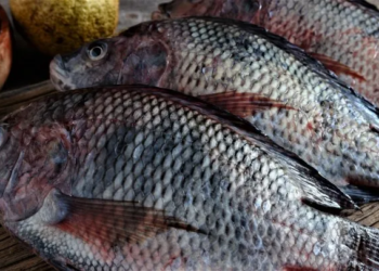 Exportações de peixes de cultivo crescem 72% no segundo trimestre de 2024