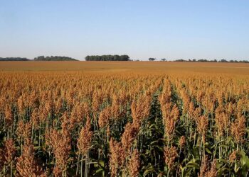 Etanol de sorgo deve abrir forte demanda pelo cereal no Brasil