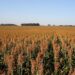 Etanol de sorgo deve abrir forte demanda pelo cereal no Brasil