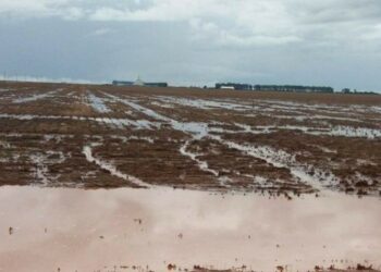 Inundações reduzem produção de soja no Rio Grande do Sul para 20 milhões de toneladas