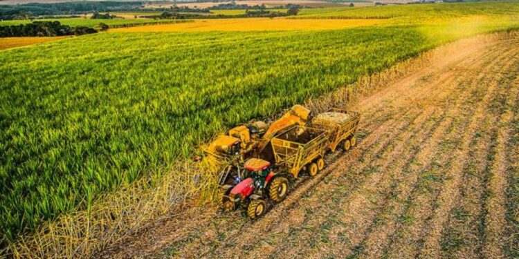 Usinas canavieiras optam por locação de máquinas aumentam eficiência e reduzem custos