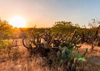 Brasil precisa cortar 92% das emissões até 2035, aponta estudo do Observatório do Clima