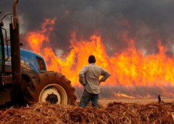 Mais de oito mil áreas rurais foram atingidas por incêndios em SP