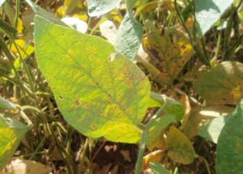 Agrodefesa publica novas medidas para prevenção e controle da ferrugem asiática da soja