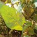 Agrodefesa publica novas medidas para prevenção e controle da ferrugem asiática da soja