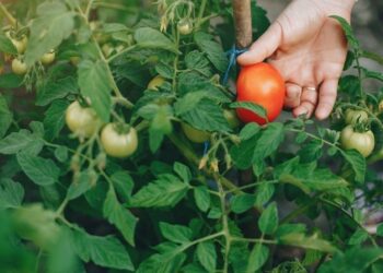 Novo biofungicida para controle da Requeima e do Míldio chega ao Brasil