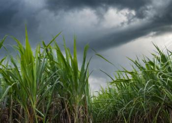 Sustentabilidade da produção impulsiona interesse por irrigação nos canaviais e incrementa o 6º IRRIGACANA