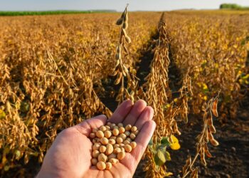 StoneX projeta safra 2024/25 de soja recorde, de 165 mi ton