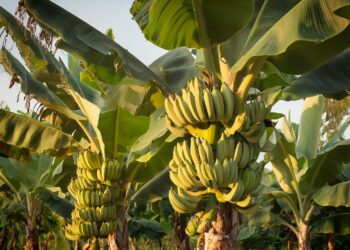 Banana: Nanica mantém altos preços no Vale do Ribeira