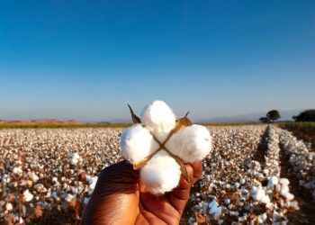 Algodão: Pluma segue em queda no BR