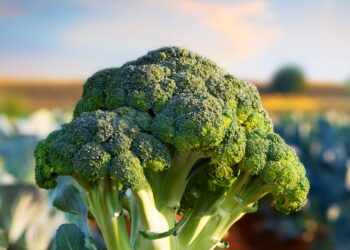 O impacto das cultivares híbridas no crescimento da produção de brócolis no Brasil