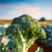O impacto das cultivares híbridas no crescimento da produção de brócolis no Brasil