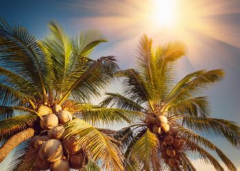 Com previsão de muito calor e quase nenhuma chuva, setembro pode ter recorde de incêndios florestais