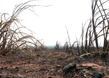 Incêndios param de avançar, mas SP segue sob alerta para novos focos e lida com prejuízos deixados pelo fogo