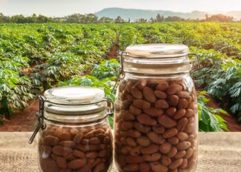 Feijão-Carioca: A luta dos produtores contra os altos custos e baixa produtividade