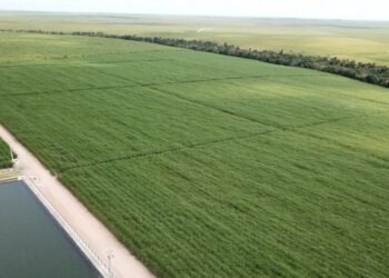 Gotejamento vira trunfo para setor canavieiro nordestino